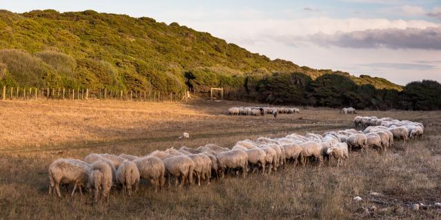 Agropastoralisme