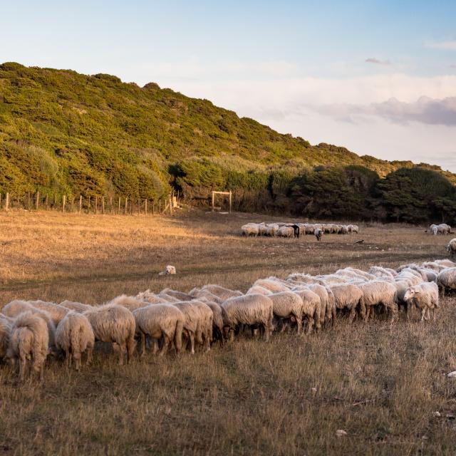 Agropastoralisme