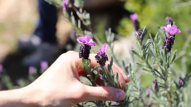 Cueillette Fleur Sauvage Endemique Bonifacio