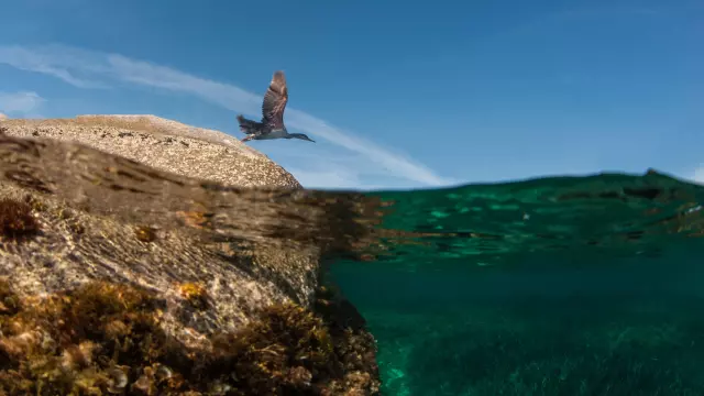 Puffin Cendre Iles Lavezzi Bonifacio