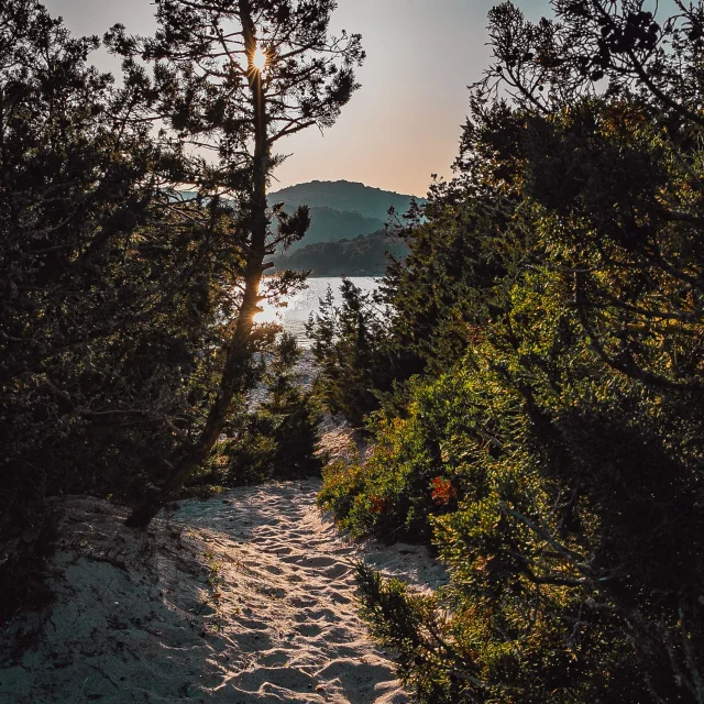 Chemin Maquis Sable Plage Rondinara Bonifacio