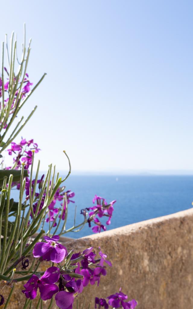 Fleurs Montee Saint Roch Printemps Bonifacio