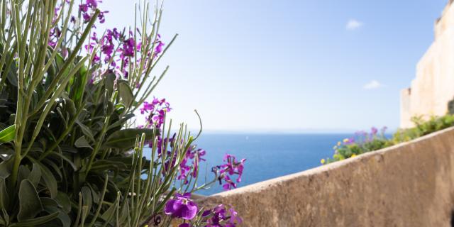 Fleurs Montee Saint Roch Printemps Bonifacio