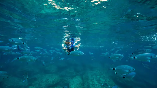 Fond Marin Poissons Plage Piantarella Bonifacio