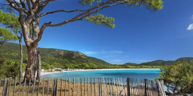 I Pini Plage Palombaggia Porto Vecchio Sud Corse