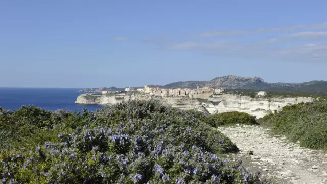 Plantes Printemps Campu Rumanilu Falaises Bonifacio