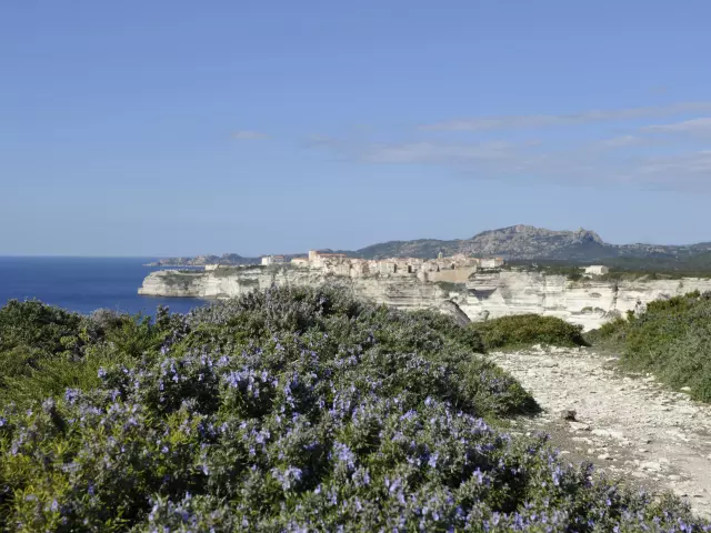 Plantes Printemps Campu Rumanilu Falaises Bonifacio