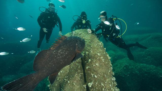 Plongee Sous Marine Merou Bonifacio