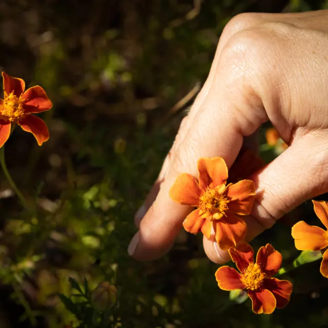 Fleur Comestible Potager Main Bonifacio