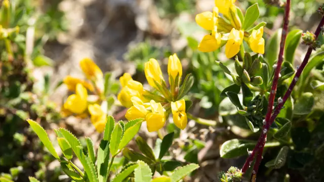 Week End Biodiversite A Viranata Bonifacio 14