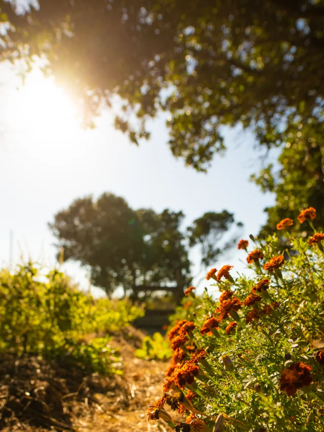 Fleurs Nature Potager En Herbes Bonifacio
