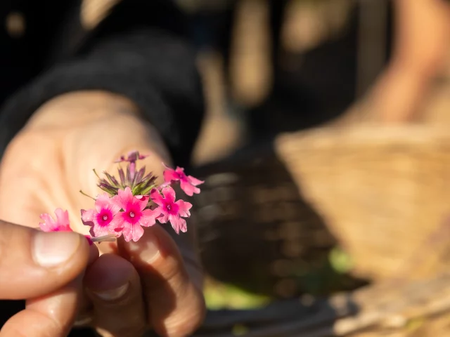 Potager En Herbes Fleurs Roses Comestibles Bonifacio