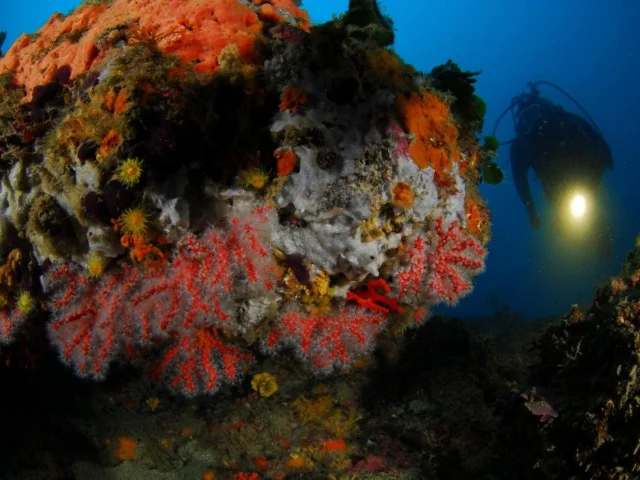 Corail Rouge Mer Pecheur Bonifacio