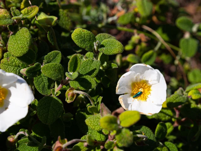 Printemps Fleur Insecte Bonifacio