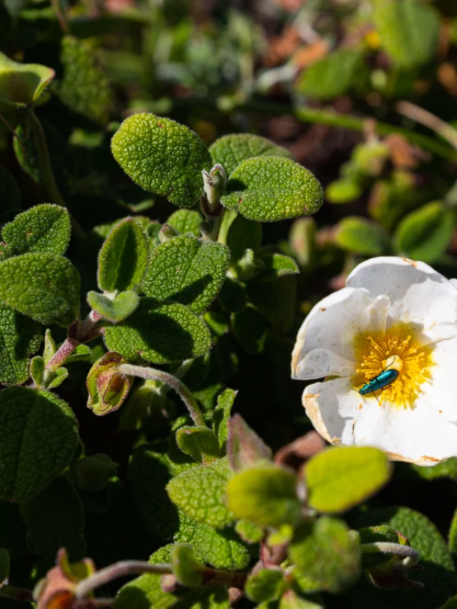 Printemps Fleur Insecte Bonifacio