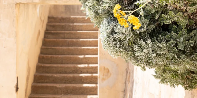 Escalier Batterie Saint Francois Vegetation Bonifacio